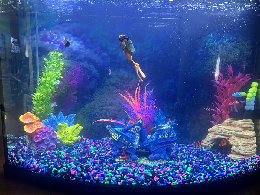 Rated #1054: 40 Gallons Freshwater Fish Tank - My Tank. . .