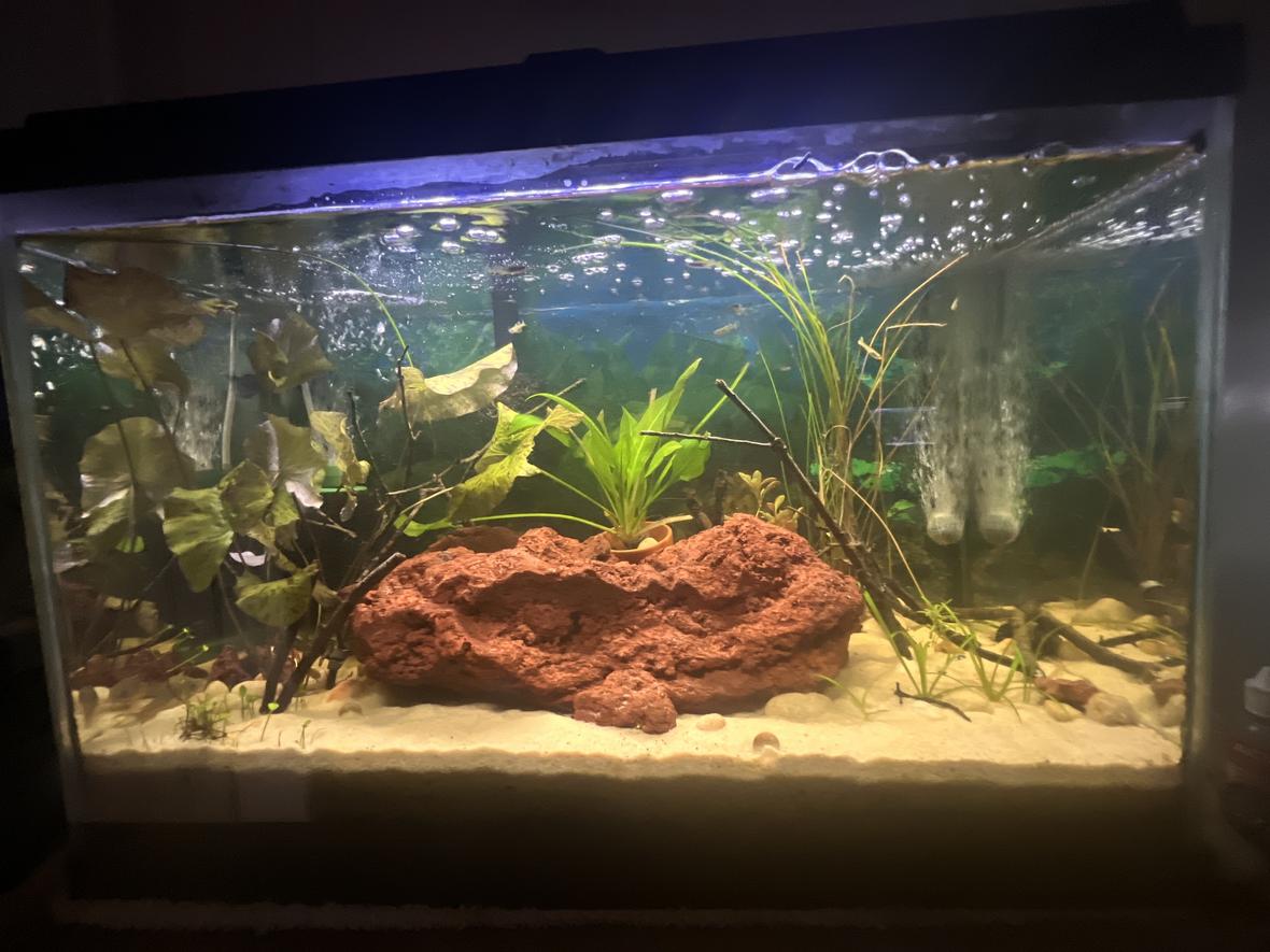 20 gallons planted tank (mostly live plants and fish) - 20 Tall Planted Tank