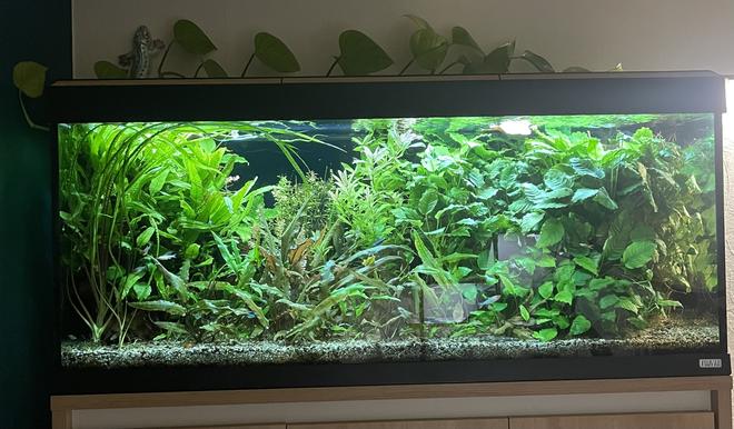 50 gallons planted tank (mostly live plants and fish) - Work in progress