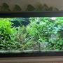 50 gallons planted tank (mostly live plants and fish) - Work in progress