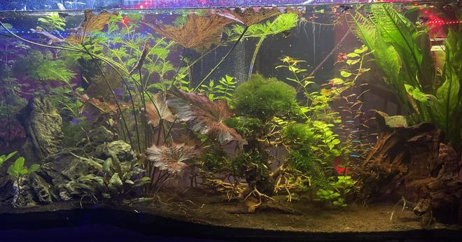 60 gallons planted tank (mostly live plants and fish) - This is my first ever tank and I still have a lot to learn, and a lot to get the hang of (especially not over feeding as you can see with the snails.) The tank is about three months old at this point, and I still can't help but zone out and watch it for hours sometimes.  CO2 really made everything explode and my cheap nicecrew light is treating me very well! I'm really proud of this and hope it looks as nice for you as it does to me! I can't wait to see this tank grow out even more and set up my next planted tank! kuhlis and shrimp have been my absolute favorite additions so far!