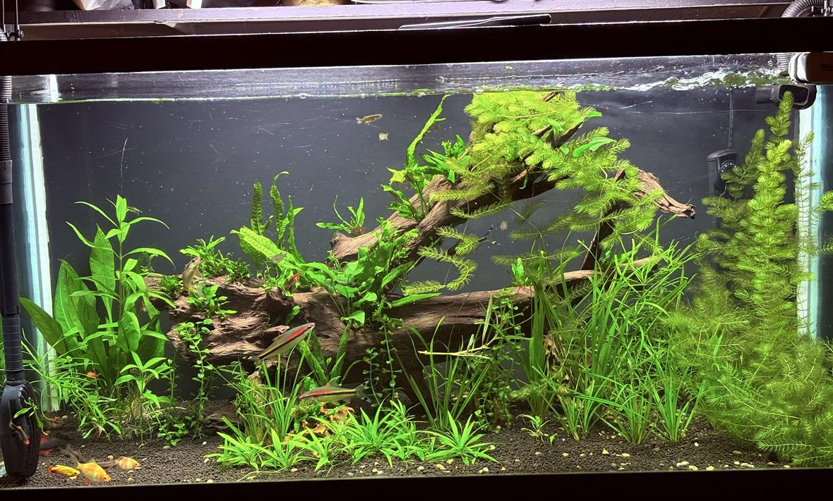 90 gallons freshwater fish tank (mostly fish and non-living decorations) - 90 G freshwater planted