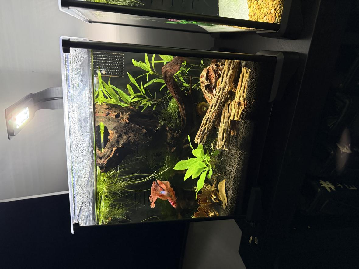 6 gallons planted tank (mostly live plants and fish) - 6 Gallon Fluval Betta Candy Koi Betta, Mystery Snail, Amano Shrimp, Platinum Rice Fish, Yellow Back Golden Shrimp