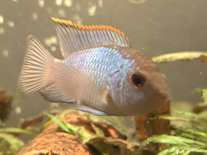 freshwater fish stocking in 50 gallons tank - My EBA