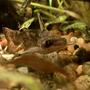 fish tank picture - Fishers wood catfish