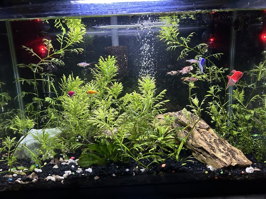 Rated #6: 20 Gallons Planted Tank - My tank