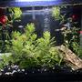 20 gallons planted tank (mostly live plants and fish) - My tank