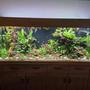 80 gallons planted tank (mostly live plants and fish) - 83 gallon (315 litre) - 1.5 months in