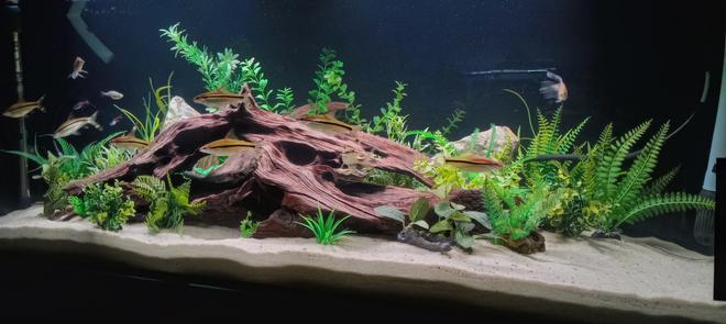 90 gallons freshwater fish tank (mostly fish and non-living decorations) - Living