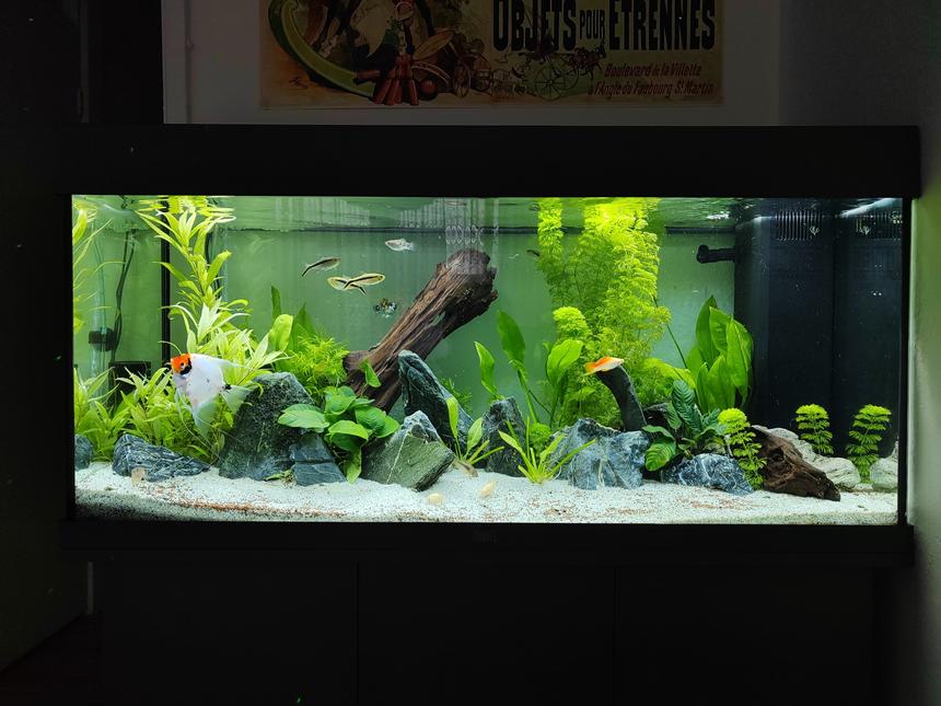 Rated #2: 35 Gallons Planted Tank - 180 litre Planted Tank