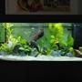 35 gallons planted tank (mostly live plants and fish) - 180 litre Planted Tank