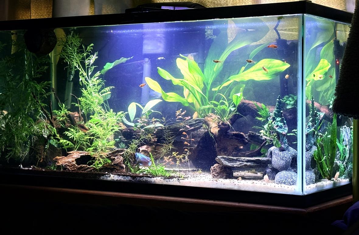 40 gallons planted tank (mostly live plants and fish) - 49 gallon planted tank