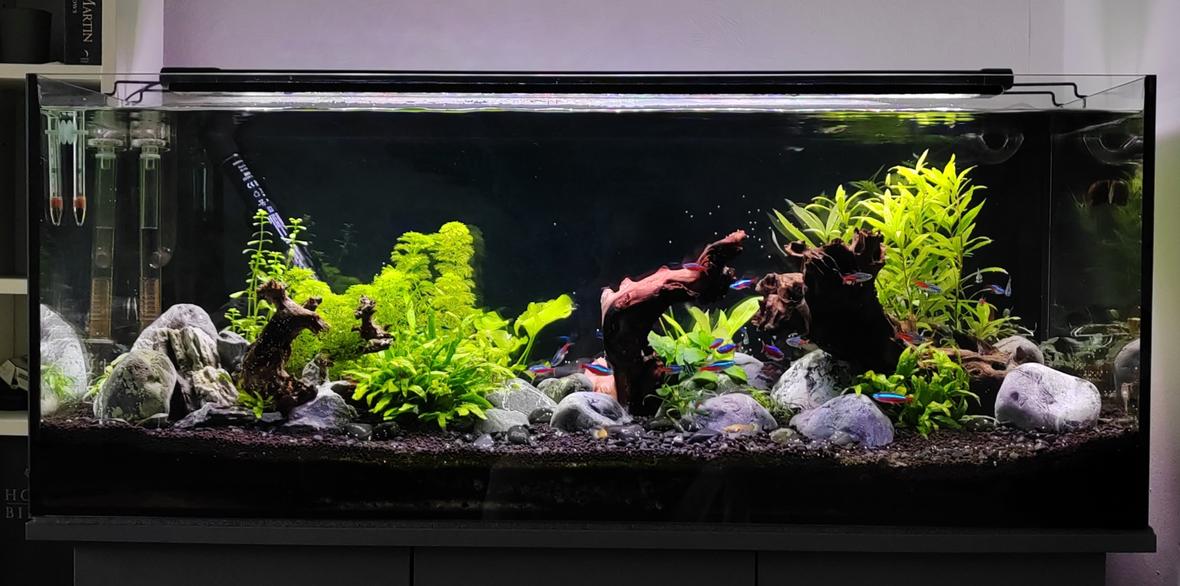 40 gallons planted tank (mostly live plants and fish) - Full tank
