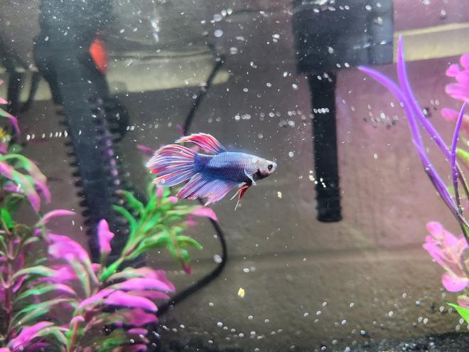 freshwater fish stocking in 6 gallons tank - My 5.5 gallon tank, home to my Veiltail Betta