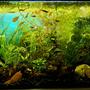 25 gallons planted tank (mostly live plants and fish) - 25g planted SE Asia community