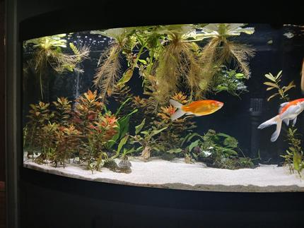 55 gallons planted tank (mostly live plants and fish) - Goldfish love uprooting my plants lol