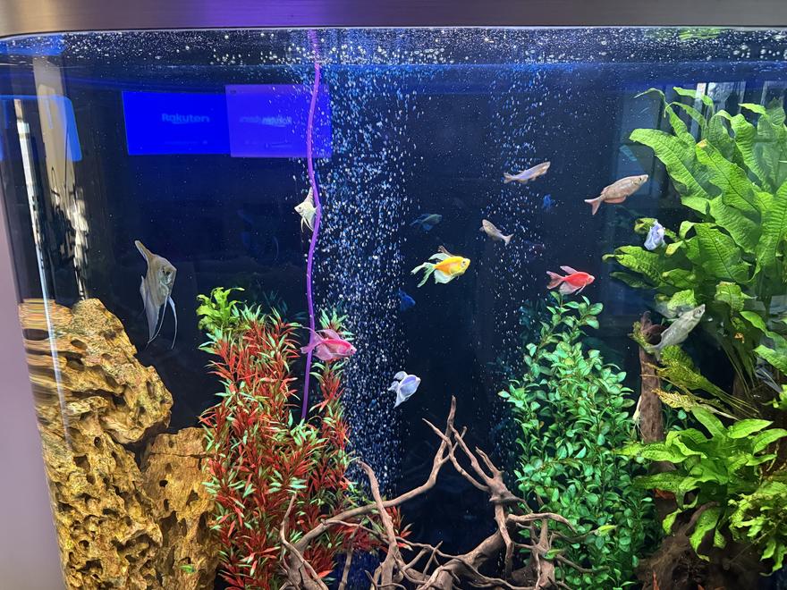 100 gallons freshwater fish tank (mostly fish and non-living decorations) - My 100 gallon fresh water
