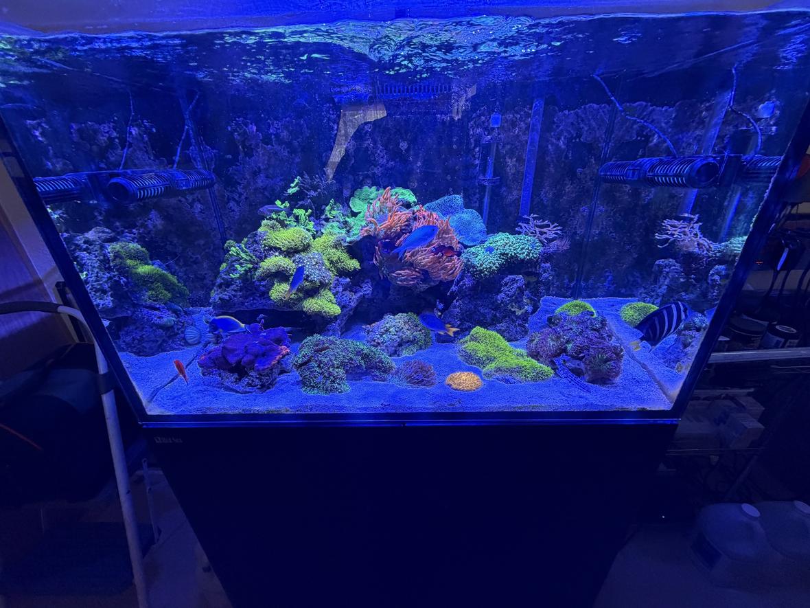 fish tank picture - My Reef