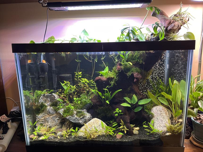 Rated #467: 20 Gallons Planted Tank - Tank's still cycling so fish coming soon.