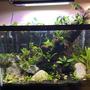 20 gallons planted tank (mostly live plants and fish) - Tank's still cycling so fish coming soon.