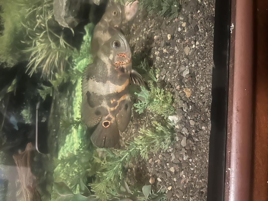 Rated #863: Freshwater Fish Stocking In 65 Gallons Tank - 4 month old Oscar named Osborne