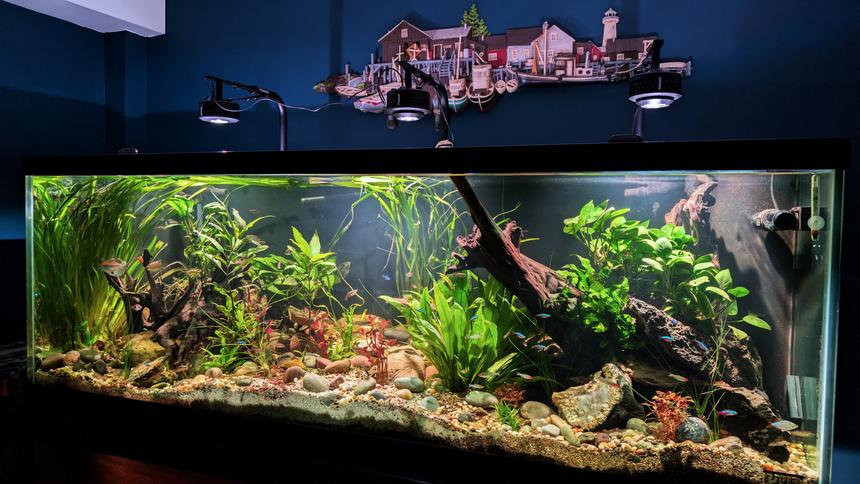 Rated #4: 180 Gallons Planted Tank - 180-gallon planted riverbed aquarium with 70+ tetras.
