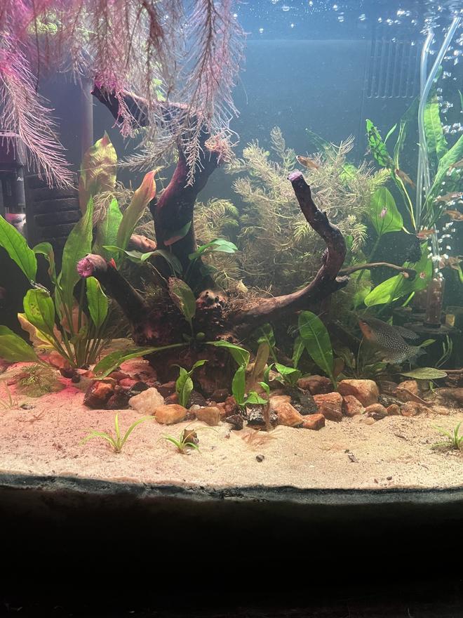 30 gallons planted tank (mostly live plants and fish) - this is my most recent pic of my 30gal this is also my first ever tank