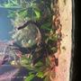 30 gallons planted tank (mostly live plants and fish) - this is my most recent pic of my 30gal this is also my first ever tank