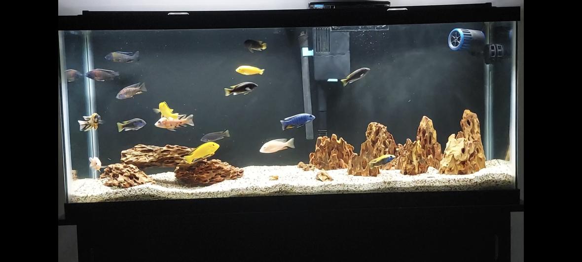 freshwater fish stocking in 55 gallons tank - African cichlids