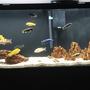freshwater fish stocking in 55 gallons tank - African cichlids