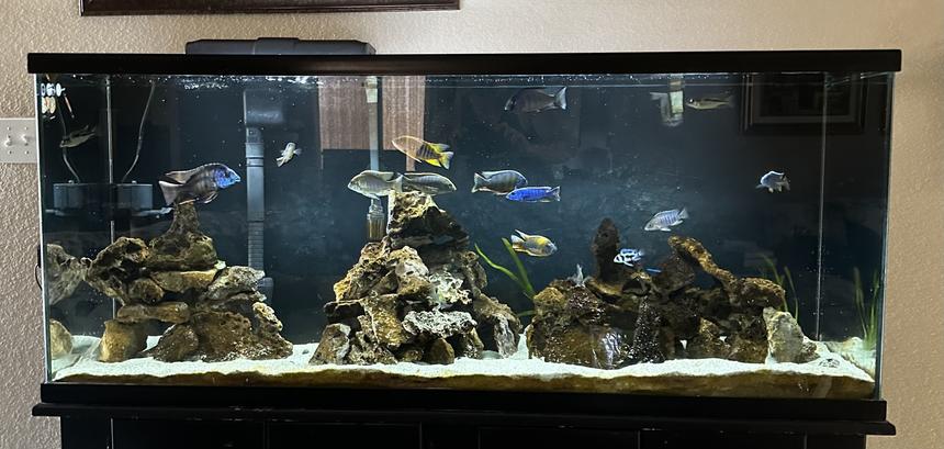 Rated #1: Freshwater Fish Stocking In 100 Gallons Tank - Freshly update. System has an uptime of over 17 years now.
