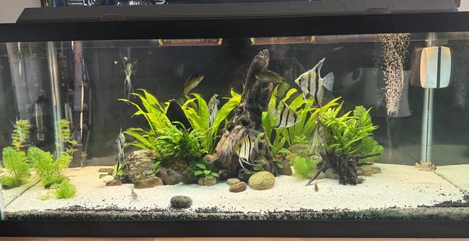 75 gallons planted tank (mostly live plants and fish) - 75 gallon planted community