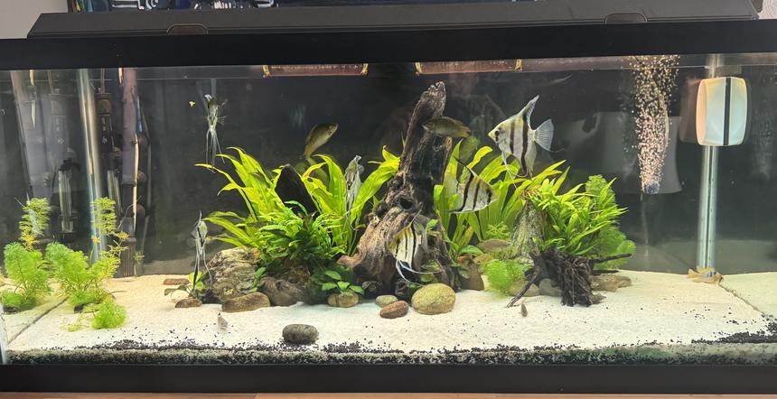 Rated #8: 75 Gallons Planted Tank - 75 gallon planted community
