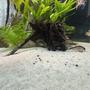 fish tank picture - Cory's