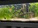 view more best photos of variety 52 gallons tanks 