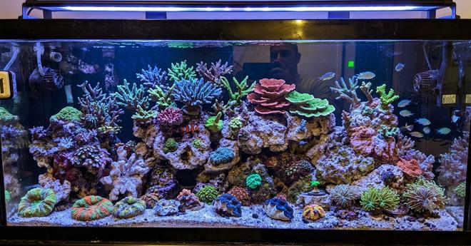75 gallons reef tank (mostly live coral and fish) - My 75 gallon mixed reef.