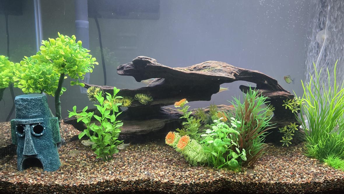 29 gallons freshwater fish tank (mostly fish and non-living decorations) - My 29 gallon.