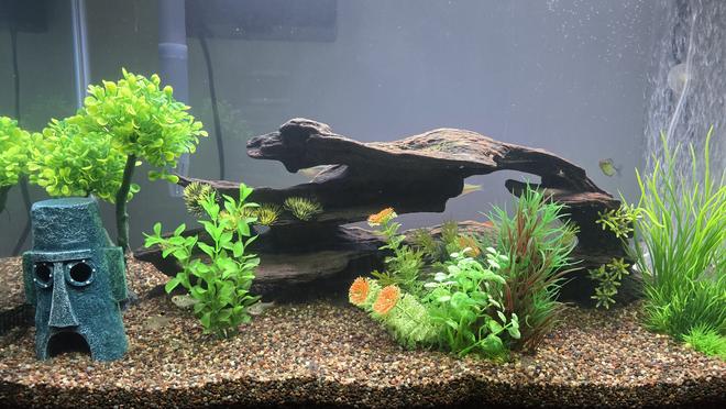 29 gallons freshwater fish tank (mostly fish and non-living decorations) - My 29 gallon.