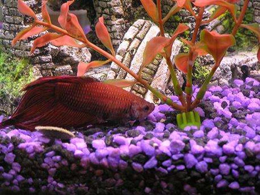 Rated #135: Freshwater Fish - Betta Splendens - Betta - Male Stocking In 30 Gallons Tank - This is Bowser the betta