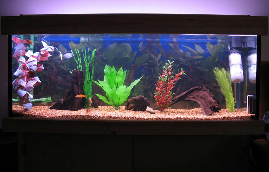 Rated #224: 55 Gallons Freshwater Fish Tank - Full tank Shot