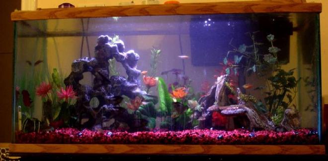 60 gallons freshwater fish tank (mostly fish and non-living decorations) - This is my fish tank, but the picture isn't as clear or good as I would like it to be...