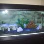 25 gallons freshwater fish tank (mostly fish and non-living decorations) - 30 gal