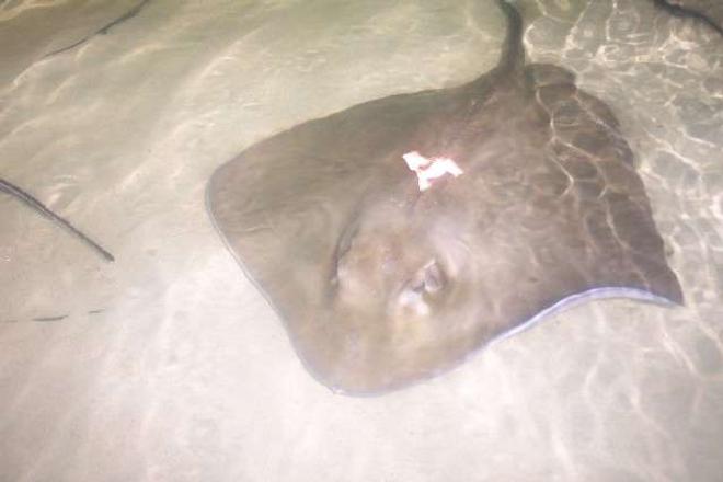 saltwater fish - urobatis halleri - round stingray stocking in 25 gallons tank - smooth back stingray