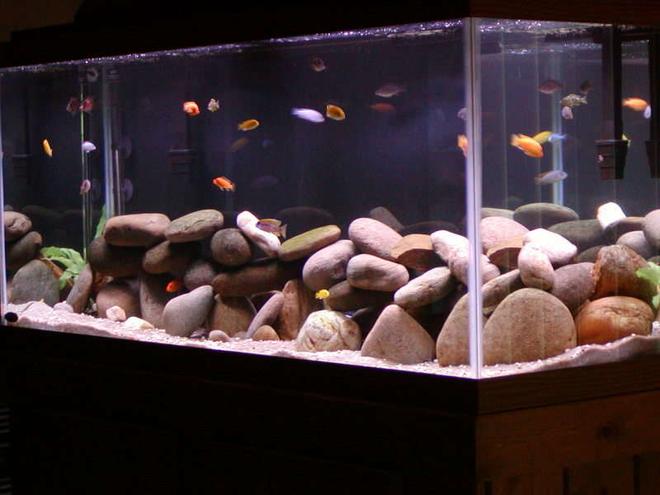 75 gallons freshwater fish tank (mostly fish and non-living decorations) - corner shot