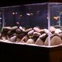 75 gallons freshwater fish tank (mostly fish and non-living decorations) - corner shot