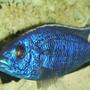freshwater fish - sciaenochromis fryeri - electric blue hap stocking in 55 gallons tank - blue hap. ahli
