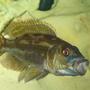 freshwater fish - herotilapia multispinosa - rainbow cichlid stocking in 55 gallons tank - SLEEPPY TOWN!!!