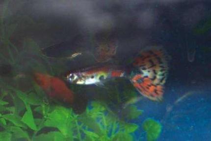 freshwater fish - poecilia reticulata - silver streak flamingo guppy stocking in 10 gallons tank - my male guppy