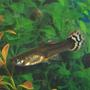 freshwater fish - poecilia reticulata - red cobra delta guppy stocking in 10 gallons tank - my female guppy
