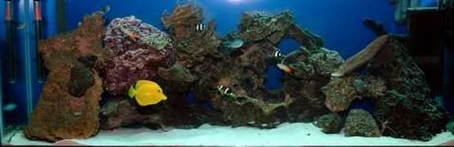 55 gallons saltwater fish tank (mostly fish, little/no live coral) - still going